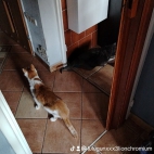 watermark-97d43c12c51cb53383ad9a4257ebe25f_0