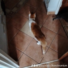 watermark-455693918c39c505dad45edb5fcfc38e_0