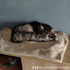 watermark-c33150b15ed2f68b63174dc6af1a1f48_0