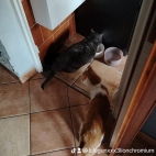 watermark-e6df12b35d5996c4b0a160430ee17db1_0