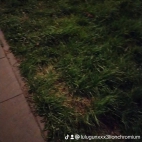watermark-3001014b1327b2af7db7447f5865e331_0