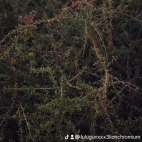 watermark-b54d44c24c855de6382ce9d4f07d14e6_0