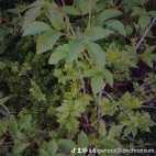 watermark-48b25874b86c0c5782cb5b3f76cd5936_0