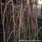 watermark-8e1035afae88f26a68bd12d3c6895f3b_0