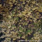 watermark-c97c6383dbf348b929efc4ebc375977a_0