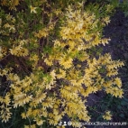 watermark-9951856fac070faccbf408d55c79982f_0