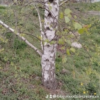 watermark-36f8e57eea956fff0e3f3c4790aa1770_0