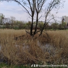 watermark-7c3c3cba21c501575eaa003c8b8ac406_0