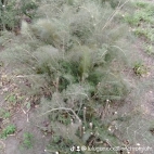 watermark-1bb057afb514947018c44e8e08548717_0