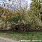 watermark-ddaae57613c8a2eab10461fd3ee338ad_0