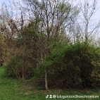watermark-f5da002343df7a3685856e6008c823c5_0