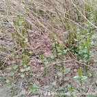 watermark-ae0ef6f5cf407cb79d5d6466de2d565a_0