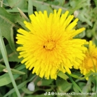 watermark-a5ef44f627da5864e6b8c1c1102a7330_0