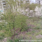watermark-9e3cf9f1f9572d3a4b77638a824e02ff_0