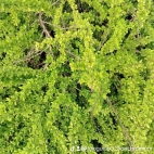 watermark-5d79d6882a6863eb6be1fe62d979dde4_0