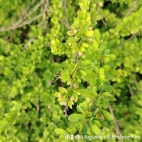 watermark-5daf3c2f7675f05c727da30021b2fcdb_0