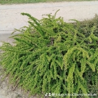 watermark-92b2437fbfc10e2d5eca4eef205d95dd_0