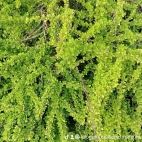 watermark-e0b9ed5f574f5ebed232ea8b91078b7c_0