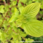 watermark-7d71253badb5b7455ec871918abd52d9_0