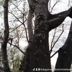 watermark-9aeee309643e3b80f8b460cc1ce0c7db_0