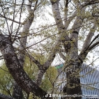 watermark-589c701070cfe8766b0e00e05f01f1df_0