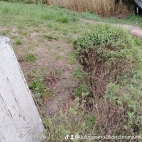 watermark-563bec77038ee9954d71e6813436b75a_0