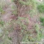 watermark-7d7491c3379e67d7e620e847afba6f5c_0