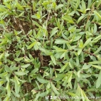 watermark-54c1f0fa3b0c50d81a5114bb29c2564f_0