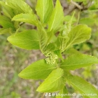 watermark-e9ddbe9947cc663d03b641dad660bc62_0