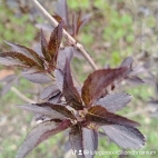 watermark-63e332ba2bfb261857f5db91771d66f3_0