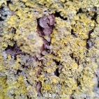 watermark-bd851738677d2d40d7530cac17b0f055_0