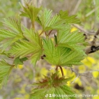 watermark-3639eb4a6c01d13e474bd6e156ee8af3_0