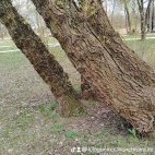 watermark-e49d334722b541702218eeb1f1e8a8a6_0