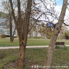 watermark-57b719fb45a239665e97144b46234feb_0