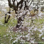 watermark-fd2a91bd54c1621cc5027a9747bb4fba_0