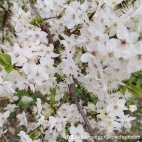 watermark-2f383550e72389f159a2dfa846a0773c_0