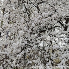 watermark-4e08b917f0cec530712813f436285063_0