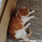 watermark-896f43683d737b269d8f22d488c63c62_0