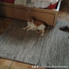 watermark-21e47f798a6d6122a9a24b8efe5e3369_0