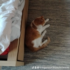 watermark-036a92f33307fe1e85c5345e43f2019f_0