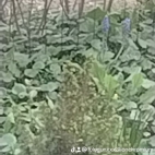 watermark-c99d7543fc524c6312b7701142af5f59_0