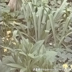 watermark-6dac5b2bec147282dd76b705c9eb412a_0