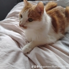 watermark-a989ea6f4d115e121495e47ac27050bd_0