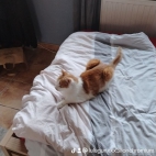 watermark-4a6b2e48543ff8d33db468723e905b5b_0