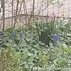 watermark-6224e356ea299f4814c36f41d70e769b_0