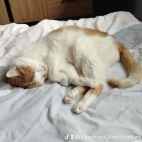 watermark-fc0ef202bef81717388d804a496ad95c_0