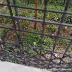 watermark-631bd69d7a314b52f58fabd18f219881_0