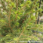 watermark-b8d442faf319e2ee82a29e781b0038c3_0