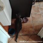 watermark-e65c4aa661869fe3b90d9f190c354a23_0