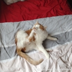 watermark-dc7a850438fe48ad479e4db85a67a5c9_0